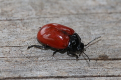 Chrysolina lucida