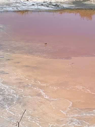 iNaturalist observation photo of Shorebirds and Allies
