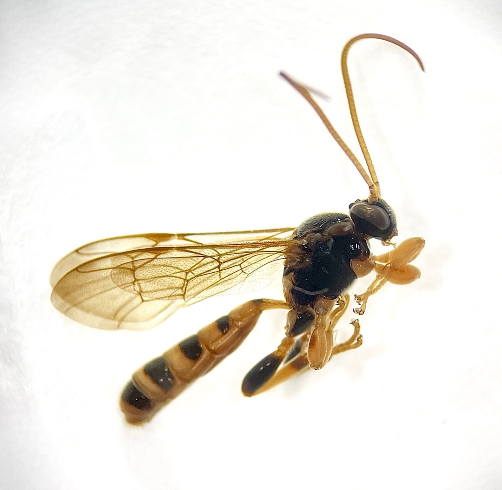 Colpotrochia crassipes thumbnail