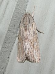 Spodoptera albula