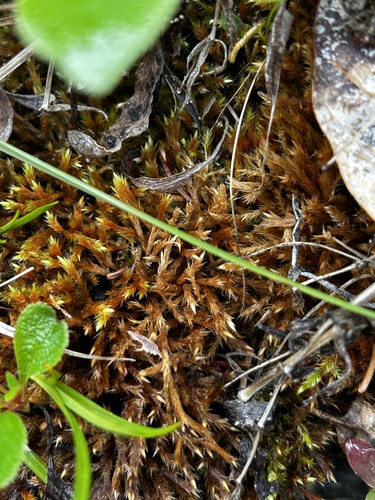 Orthothecium chryseon observed 2025-07-11