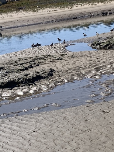 iNaturalist observation photo of Black-bellied Plover