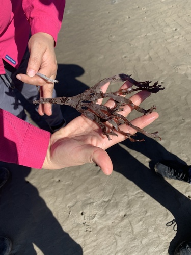 iNaturalist observation photo of red algae
