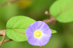 Ipomoea aristolochiifolia
