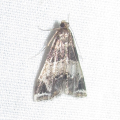 Usingeriessa brunnildalis