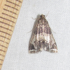 Usingeriessa brunnildalis