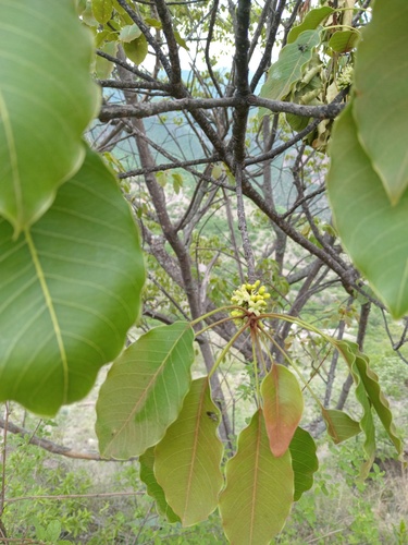 Sideroxylon capiri tempisque