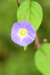 Ipomoea aristolochiifolia