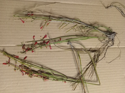 Firecracker plant