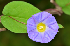 Ipomoea aristolochiifolia