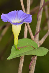 Ipomoea aristolochiifolia