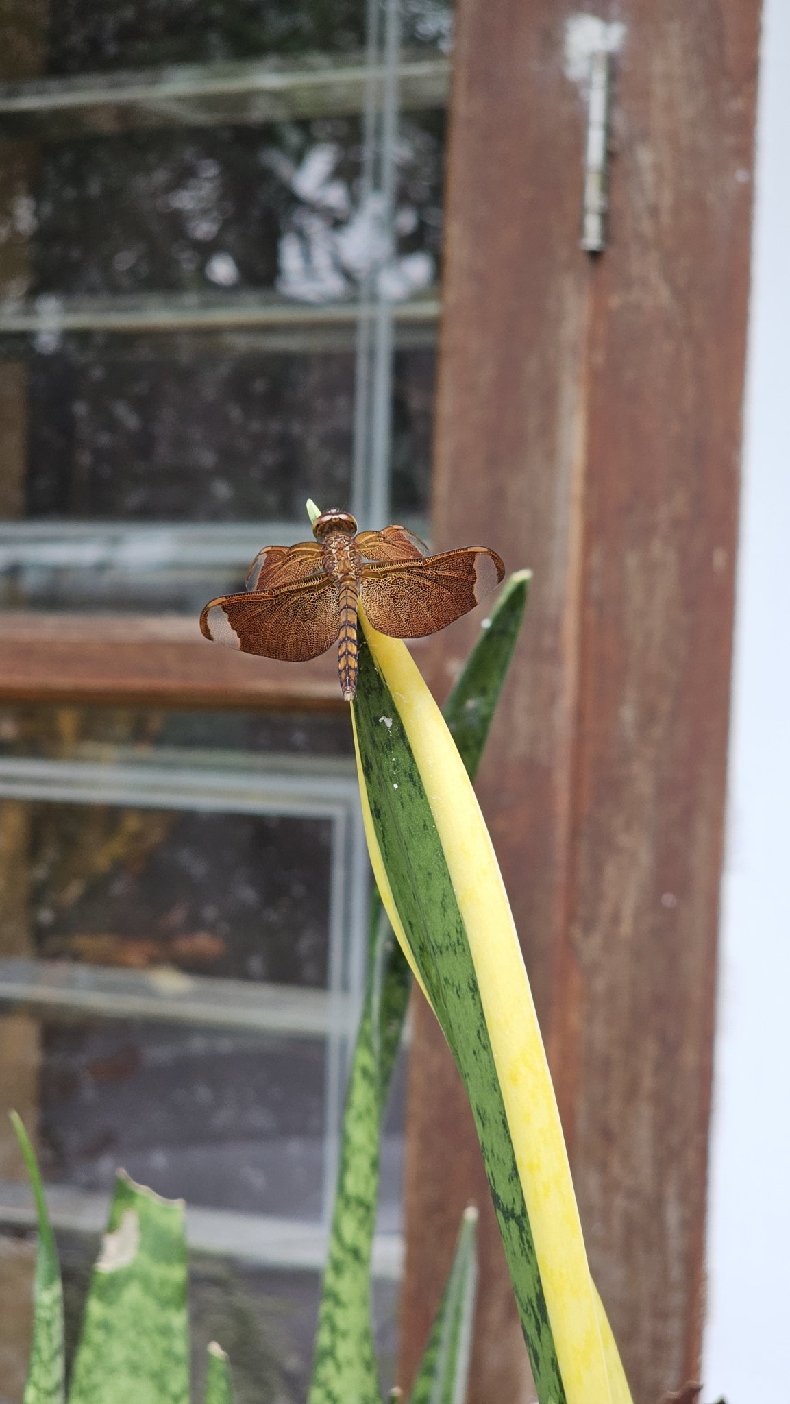 Fulvous Forest Skimmer
