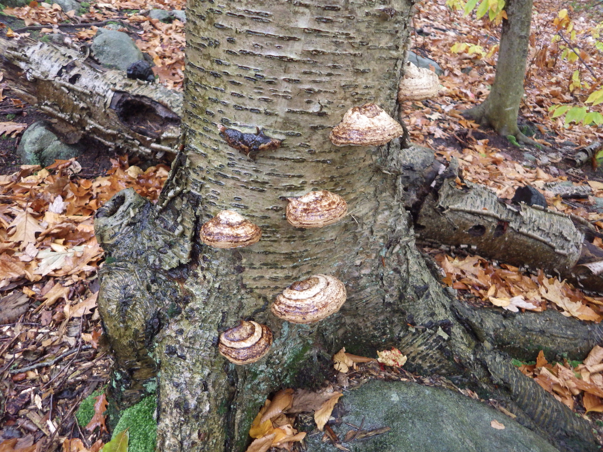 Fomes fomentarius image