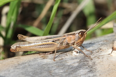 Euchorthippus elegantulus