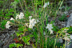 Dianthus acicularis