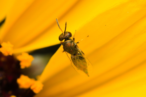 iNaturalist observation photo of Chalcidoid Wasps