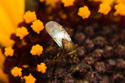 iNaturalist observation photo of Chalcidoid Wasps