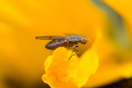 iNaturalist observation photo of Acalyptrate Flies