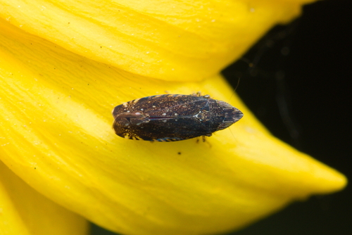 iNaturalist observation photo of Scaphytopius