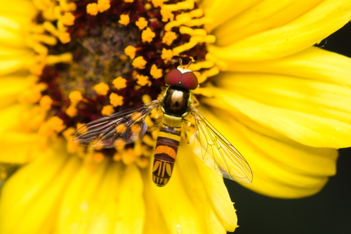 iNaturalist observation photo of Oblique Streaktail