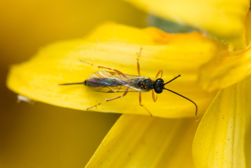 iNaturalist observation photo of Ichneumonid and Braconid Wasps