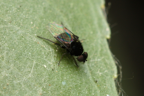 iNaturalist observation photo of Phora