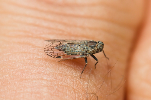 iNaturalist observation photo of Cixiid planthoppers