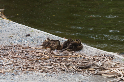 iNaturalist observation photo of Mallard