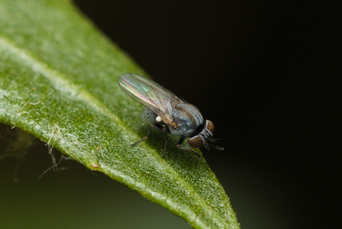 iNaturalist observation photo of Acalyptrate Flies