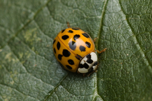 iNaturalist observation photo of Asian Lady Beetle
