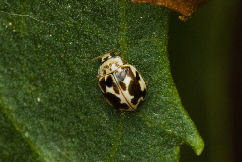iNaturalist observation photo of Twenty-spotted Lady Beetle