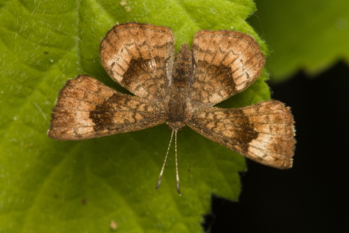 iNaturalist observation photo of Fatal Metalmark