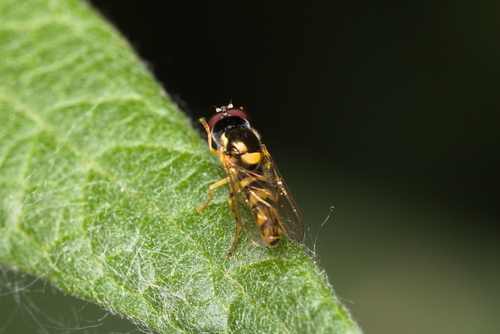 iNaturalist observation photo of Exotic Streaktail
