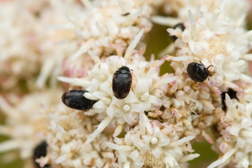 iNaturalist observation photo of Cryptorhopalum