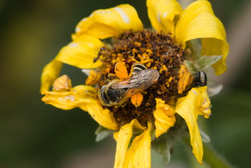 iNaturalist observation photo of Ligated Furrow Bee