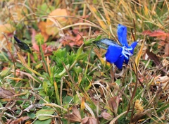 Gentiana bavarica bavarica