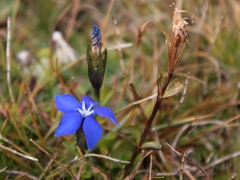 Gentiana bavarica bavarica