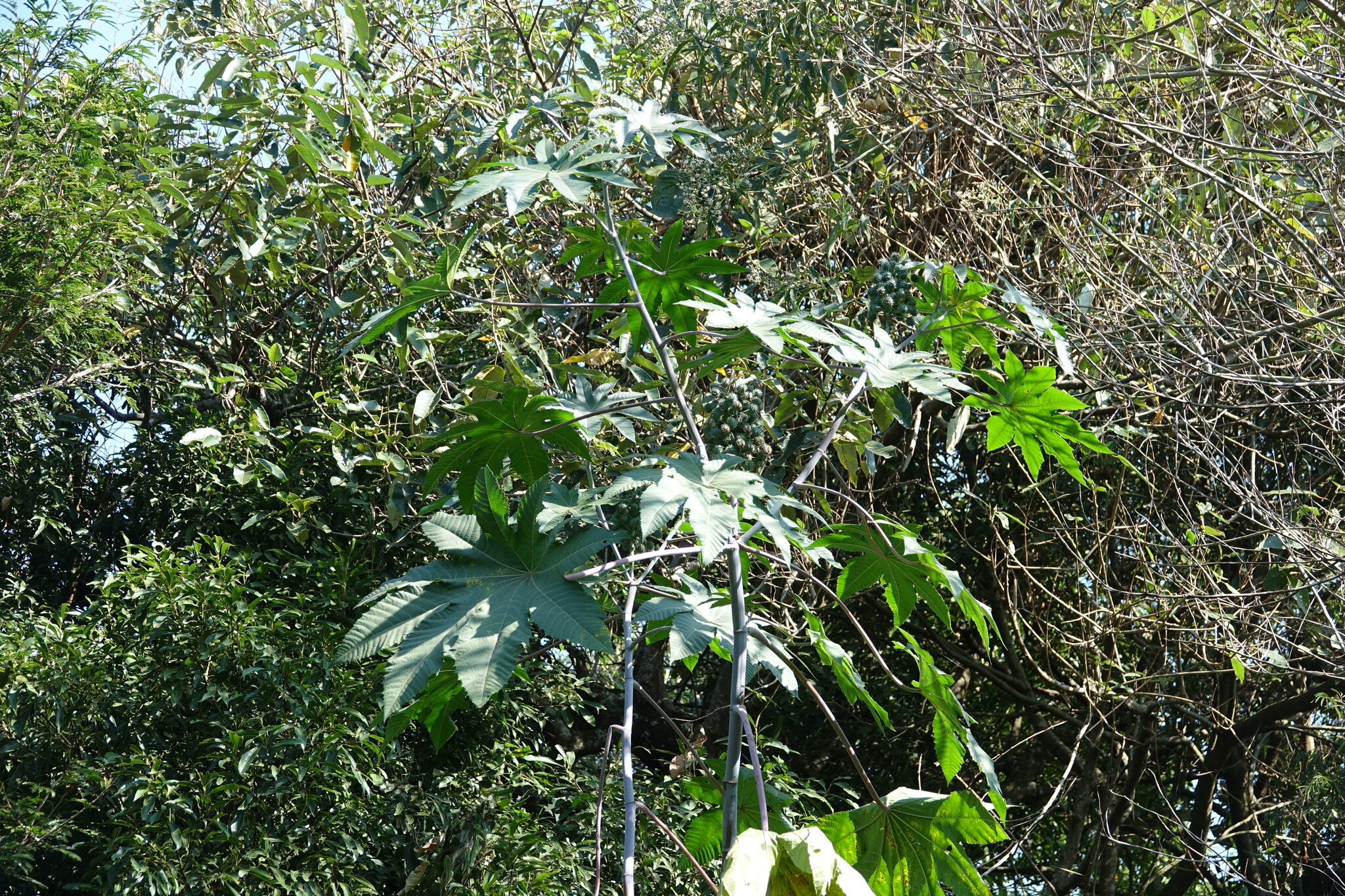 Ricinus communis