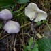 Cystolepiota bucknallii - Photo (c) Cordula Bernert, μερικά δικαιώματα διατηρούνται (CC BY-NC), uploaded by Cordula Bernert