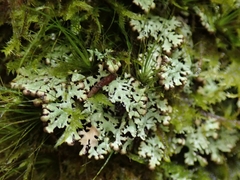 Menegazzia nothofagi