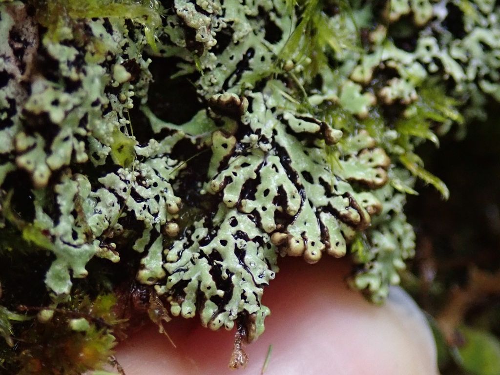 Menegazzia nothofagi