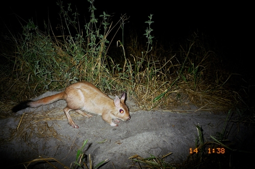 Southern African Springhare (Pedetes capensis)