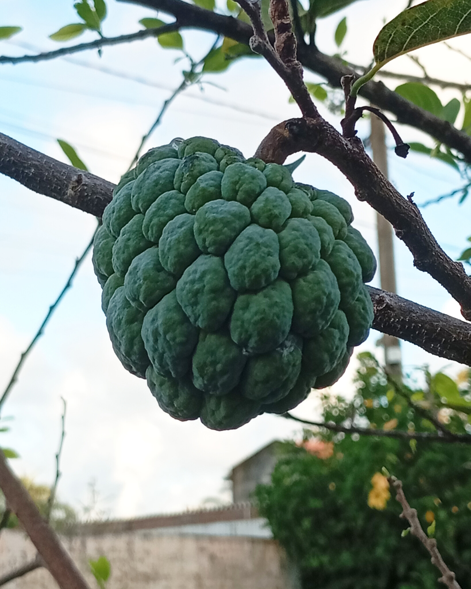 Annona squamosa