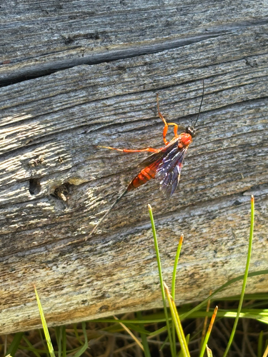 iNaturalist observation photo of Coleocentrus occidentalis