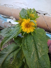 Verbesina encelioides