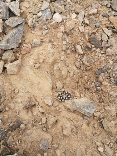 Eriosyce krausii