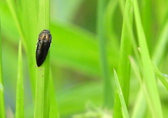 Acmaeoderini