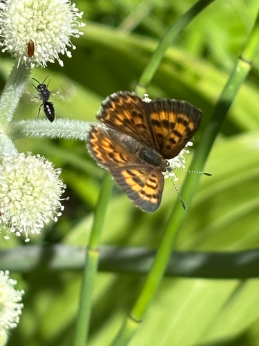 iNaturalist observation photo of Mariposa Copper