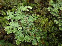 Pannaria minutiphylla