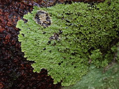 Pannaria minutiphylla
